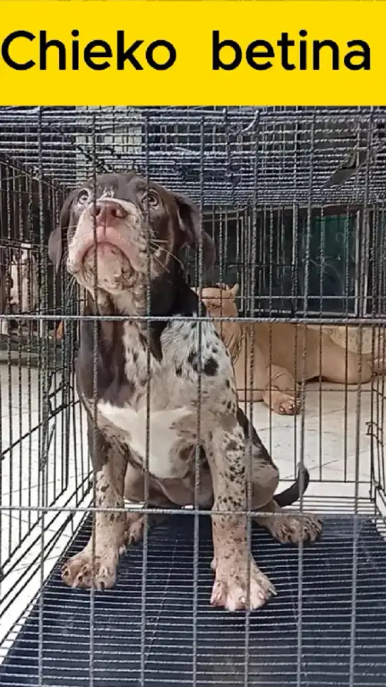 Pitbull Merle Trico Betina