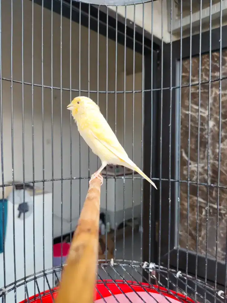 Kenari jantan bahan gacoran