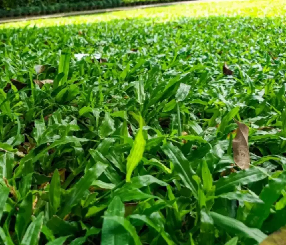 Rumput gajahan//gajah biasa