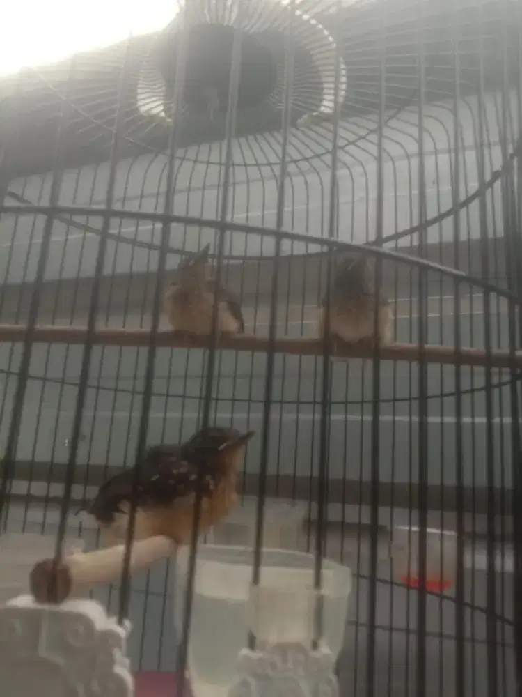 Murai anakan mandiri