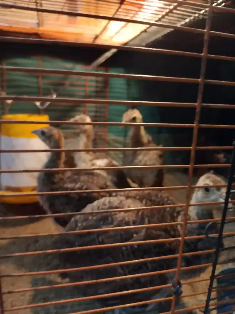 mer4k biru indi4 sepasang blue indi4 m3rak peacock