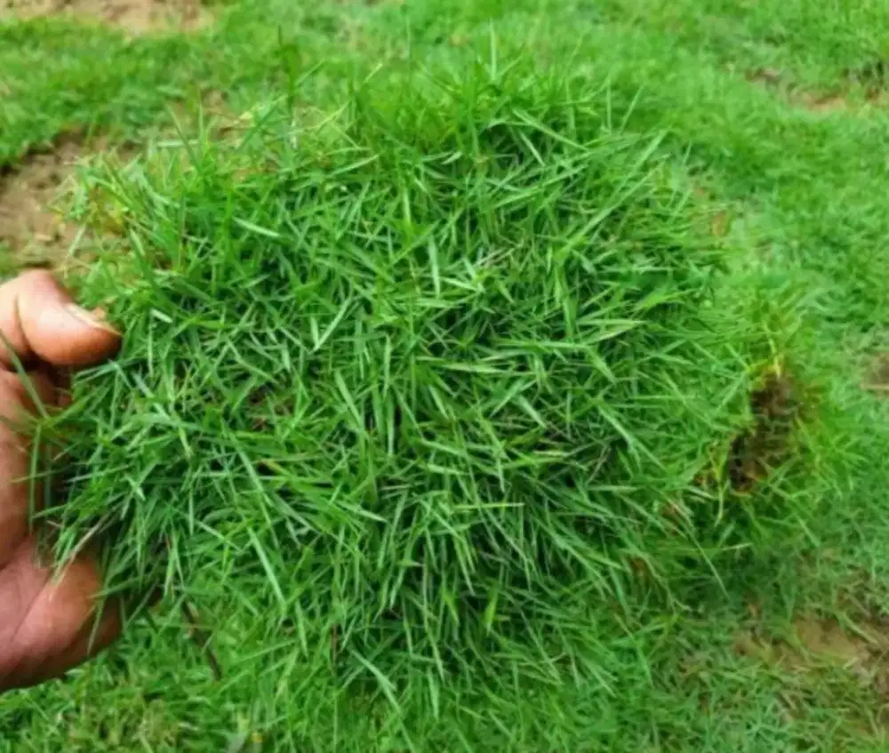 Rumput jepang//rumput peking