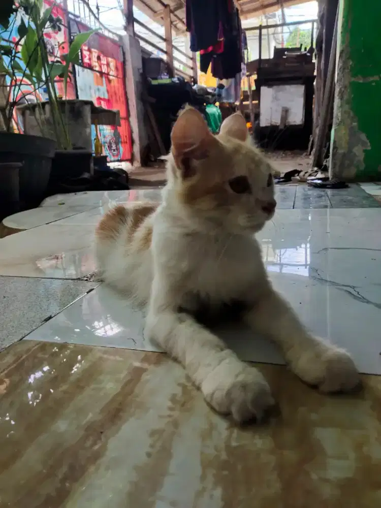 Kucing anggora cantik