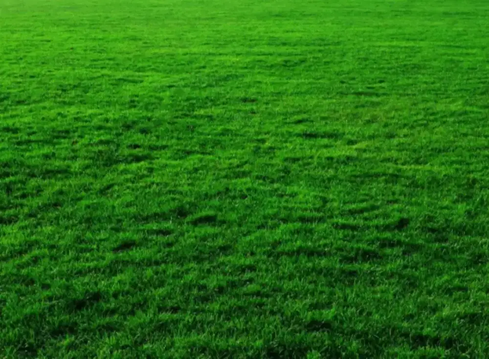 Rumput golf // rumput swis