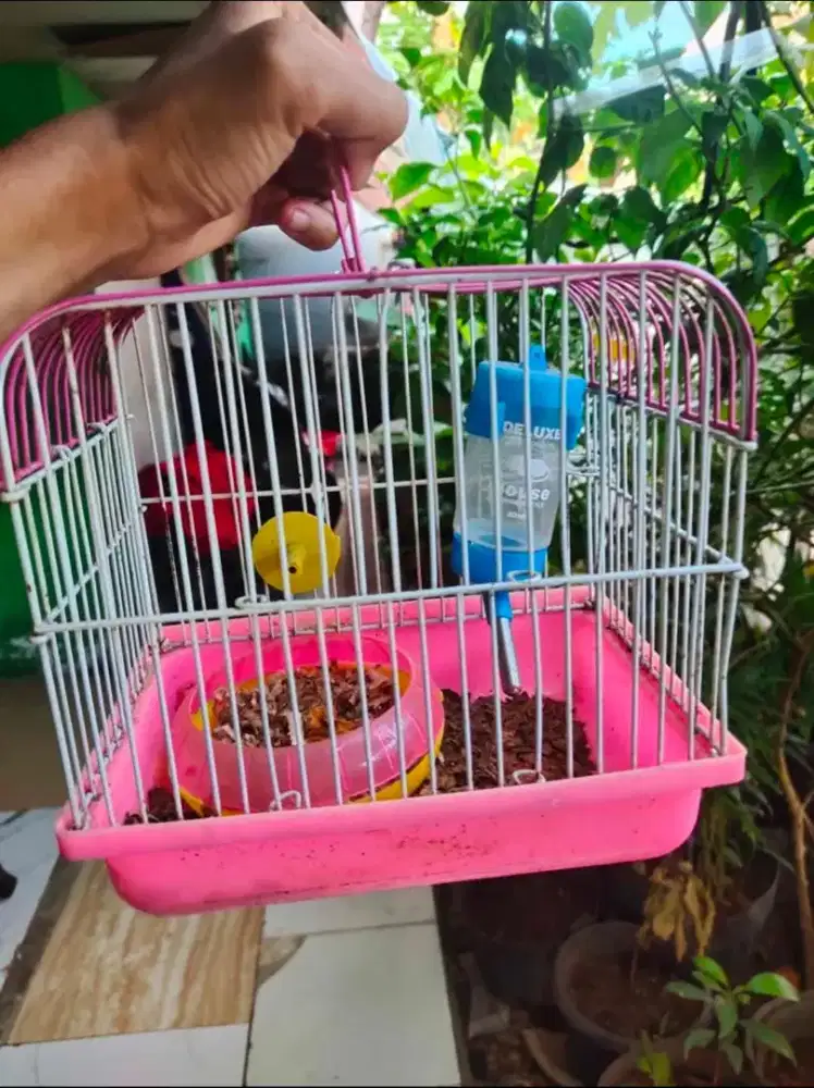 Kandang Hamster beserta perlengkapannya