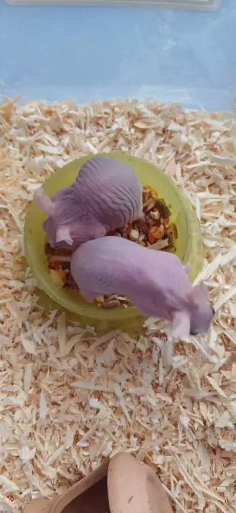 Hamster hairless indukan
