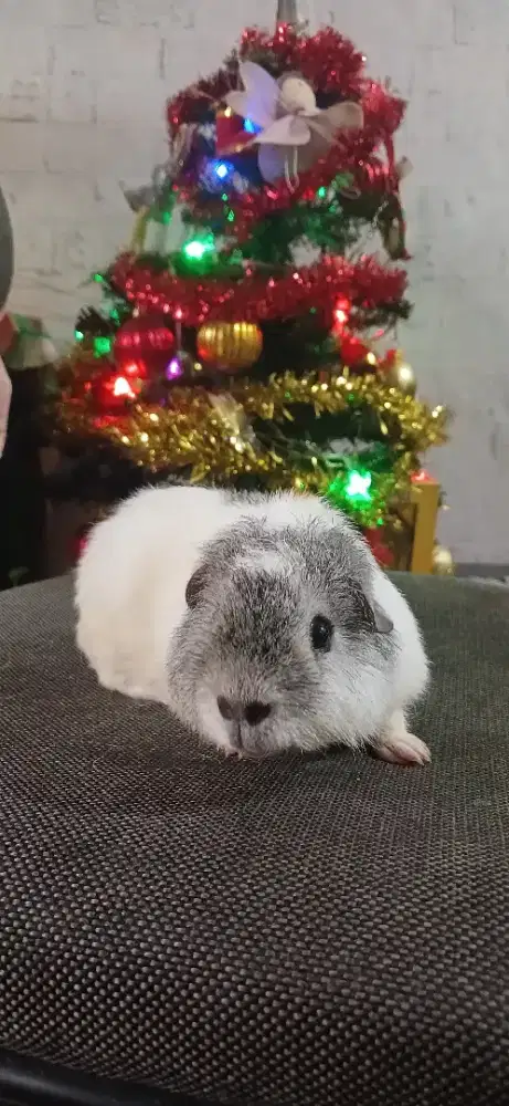 Guineapig teddy pure