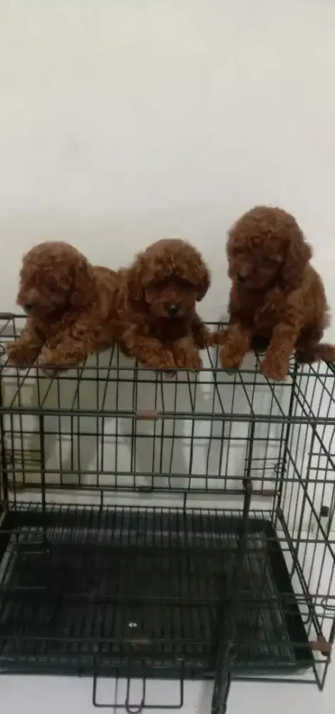 Red poodle pupies