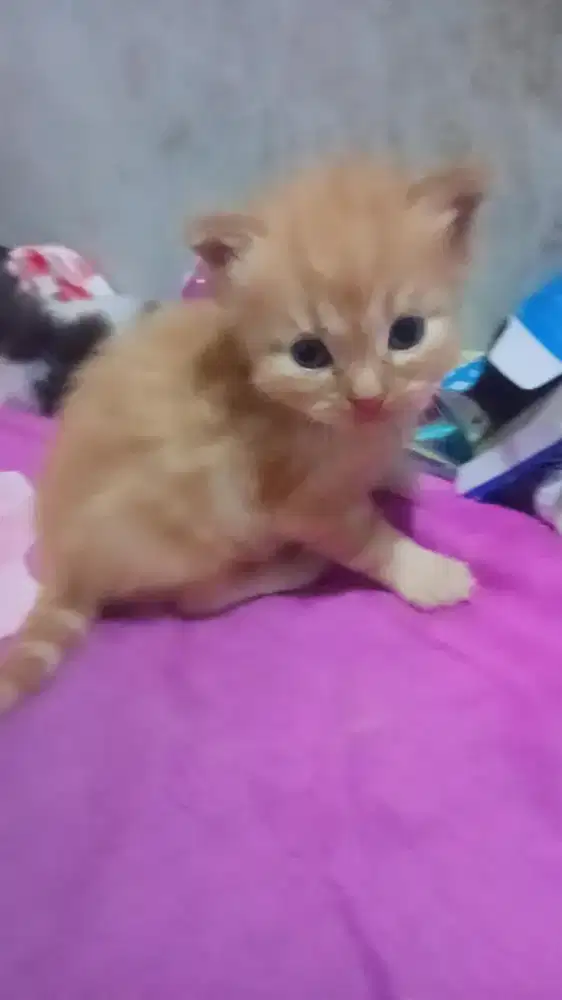 Kucing kitten persia