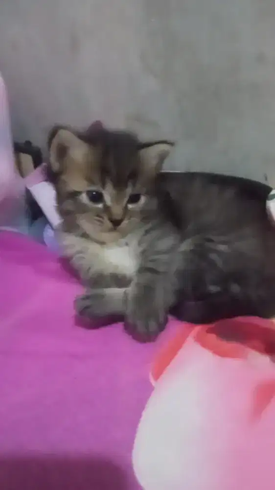 Kucing kitten Persia