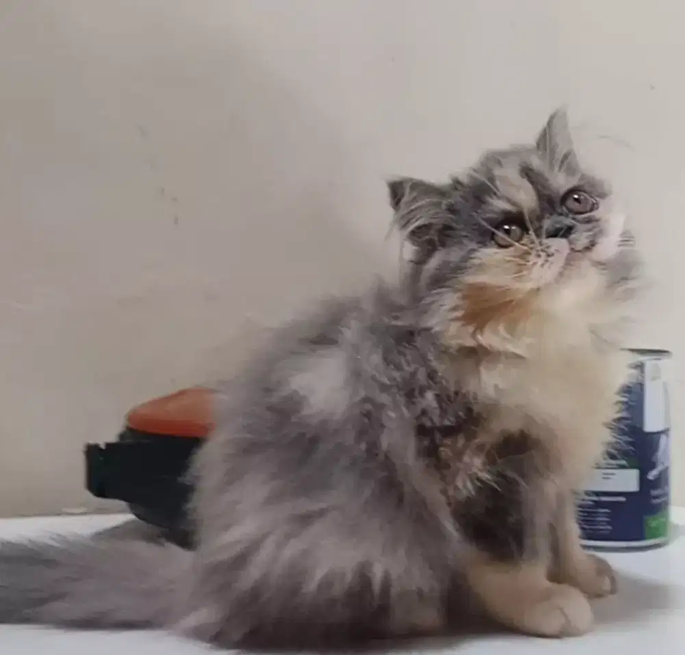 Persia flatnose longhair betina