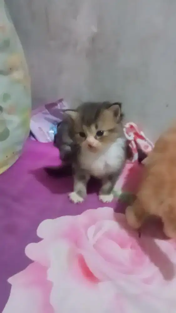 kucing kitten persia