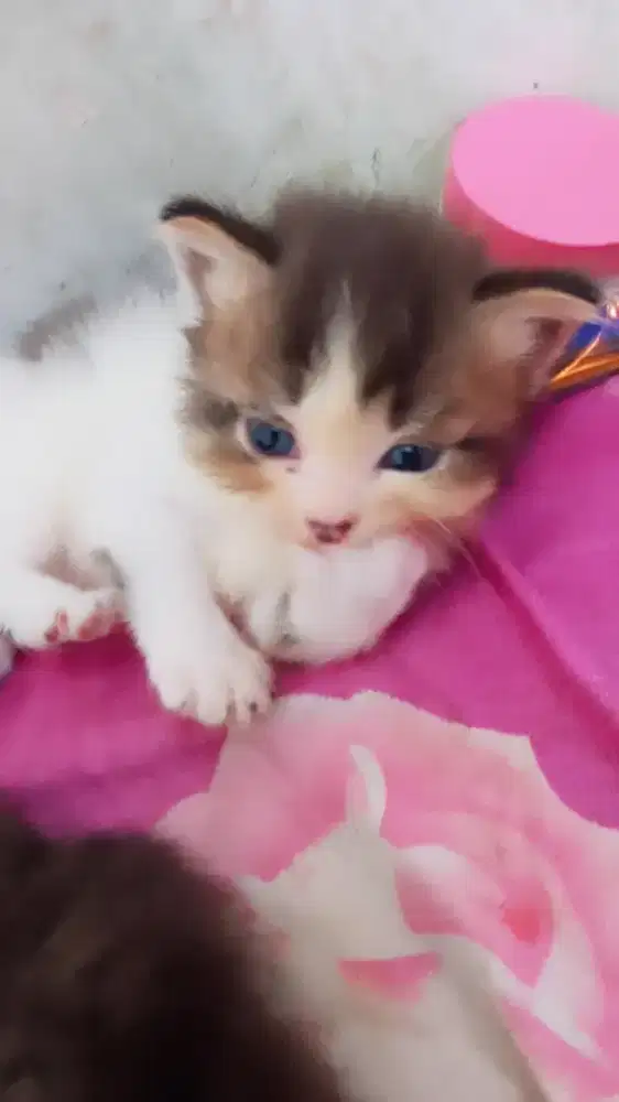 Kucing kitten persia