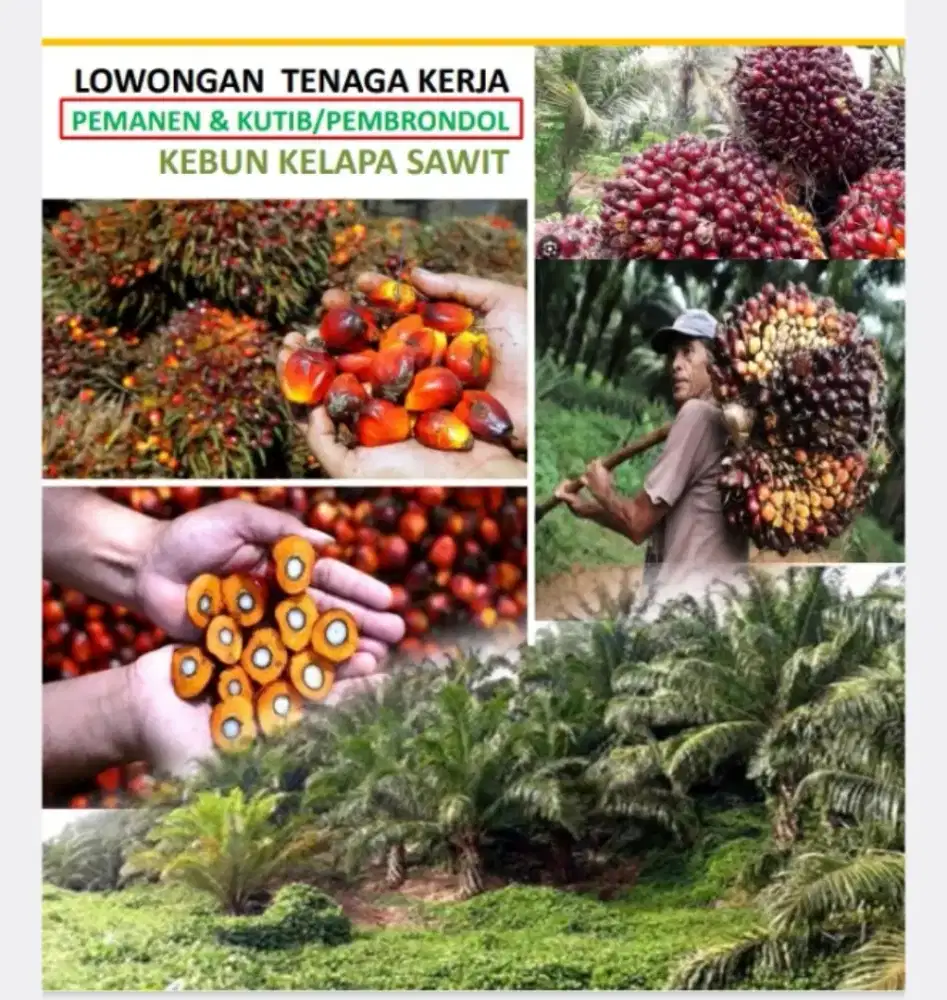 Lowongan kerja perkebunan kalimantan