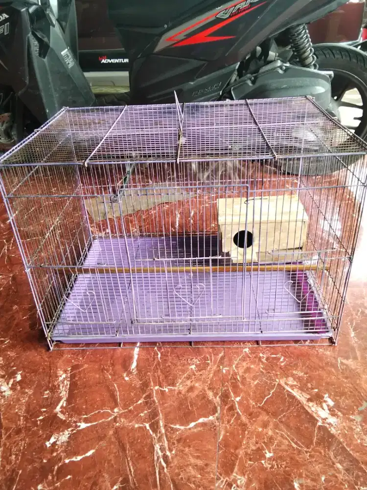 Sangkr Lovebird bkas