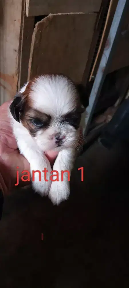 Anak anjing shihtzu