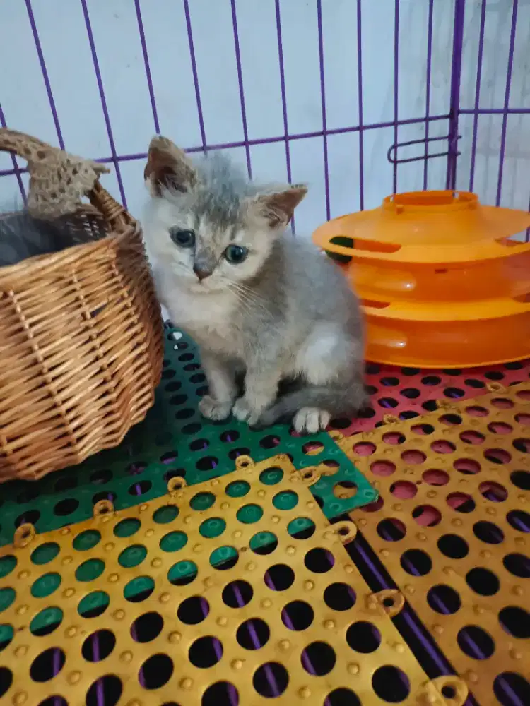 Jantan bsh scoties( ss)