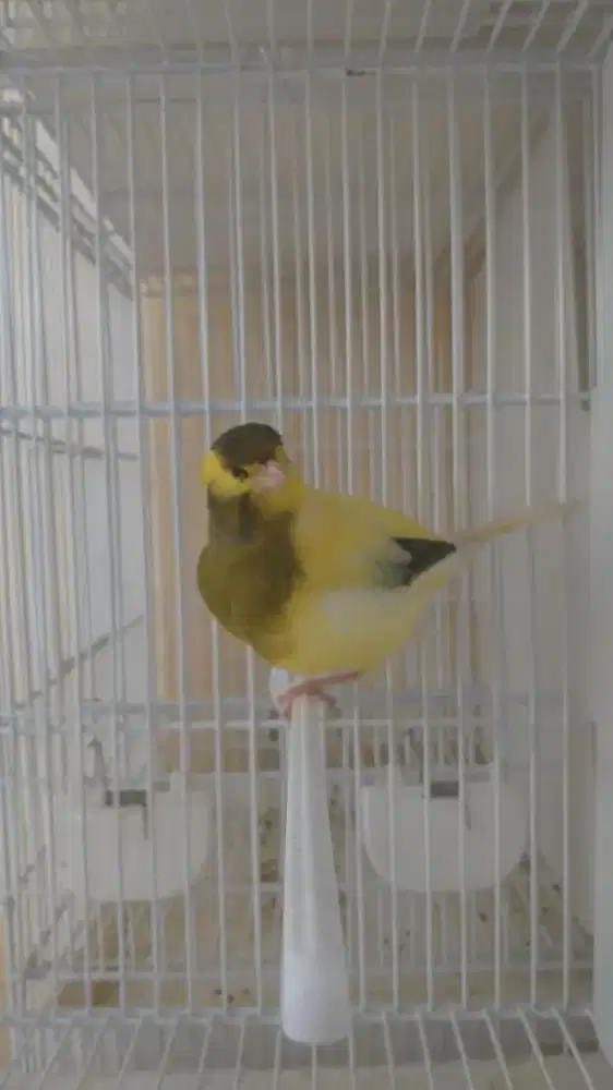 Kenari Big Border Import Jantan