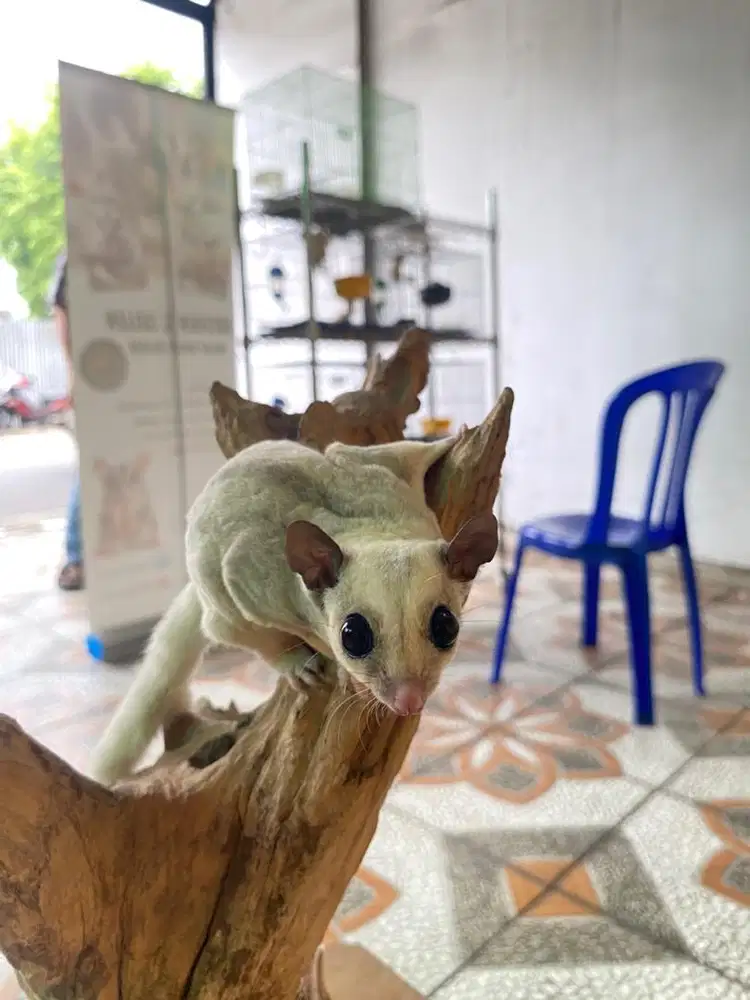 Sugar glider platmoz - betina