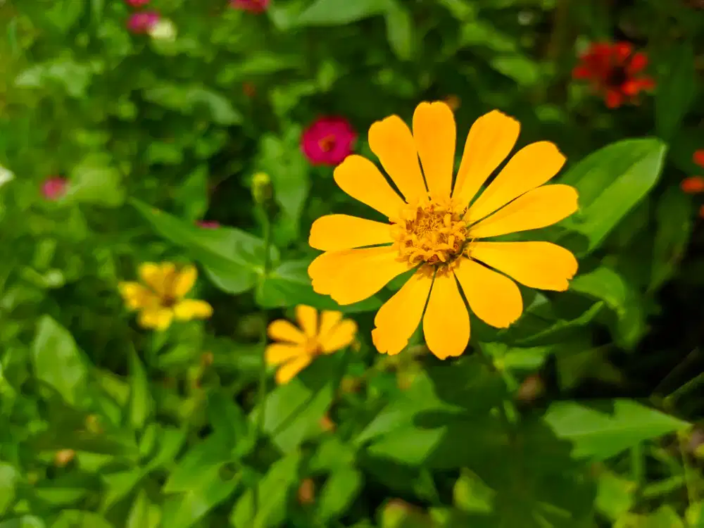 ART wanita pp lengkong wetan