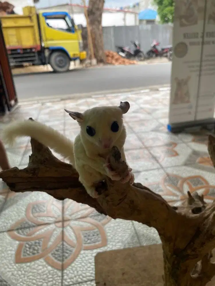 Sugar glider platmoz - jantan
