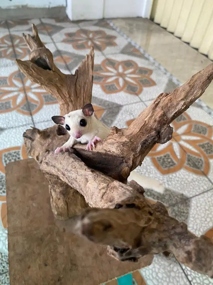Sugar glider joey platmoz - jantan
