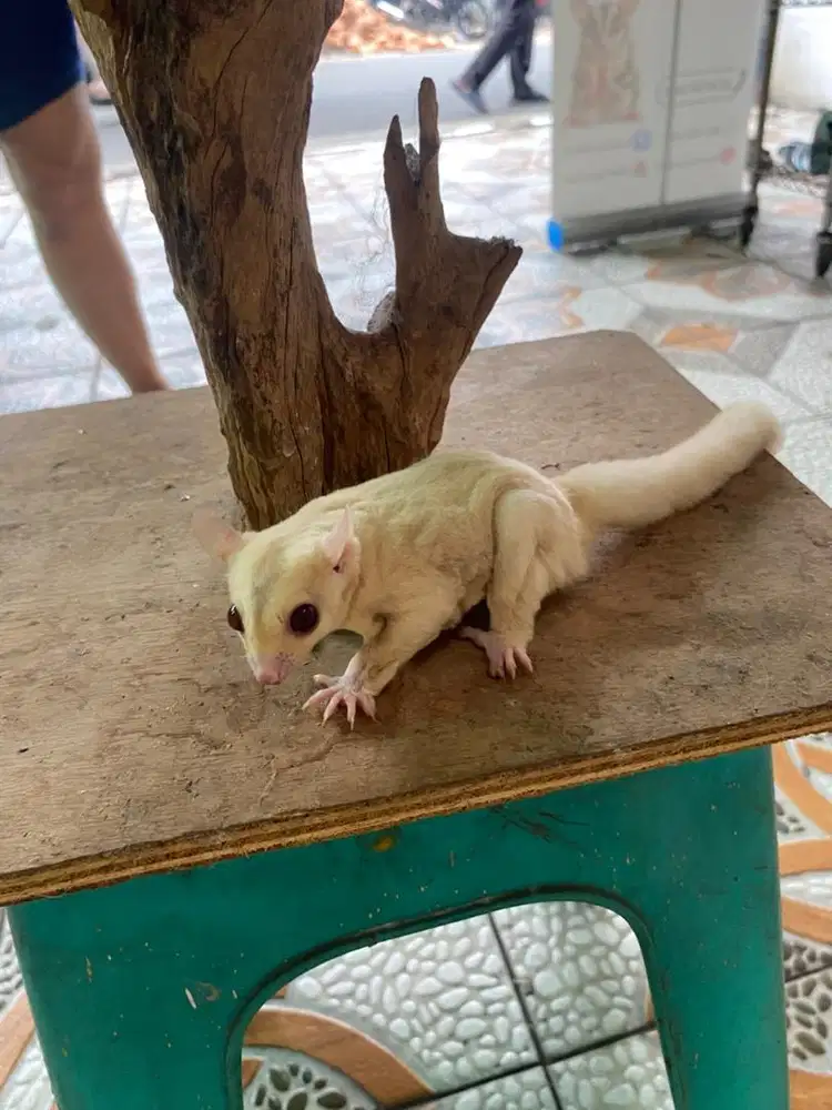 Sugar glider creamino - jantan