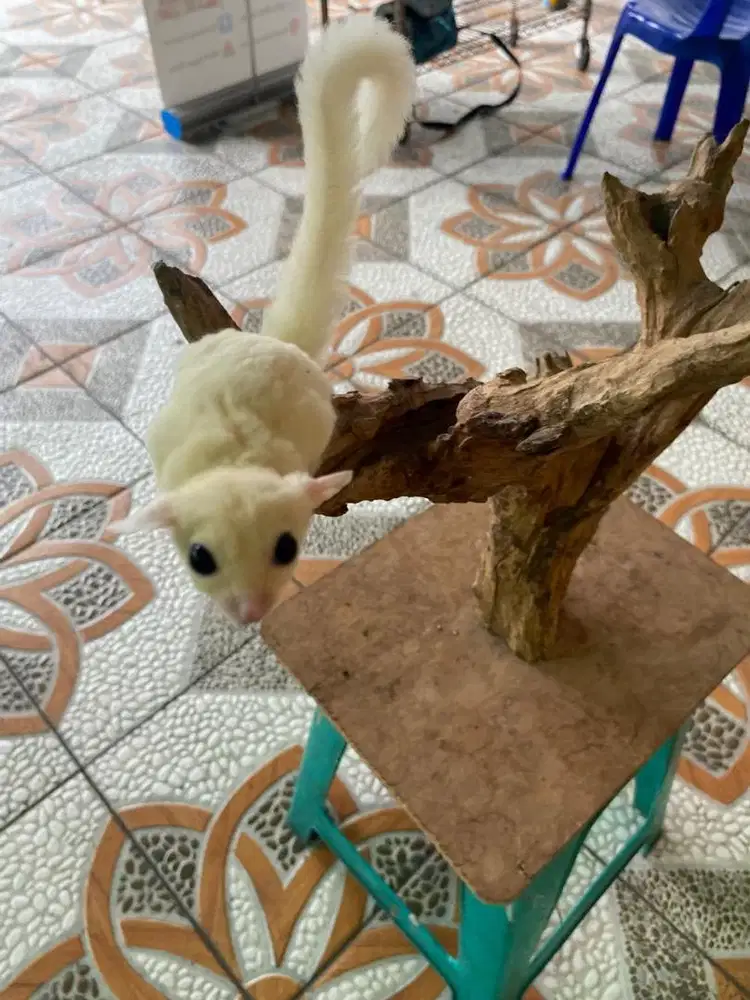 Sugar glider leucistic joey - jantan