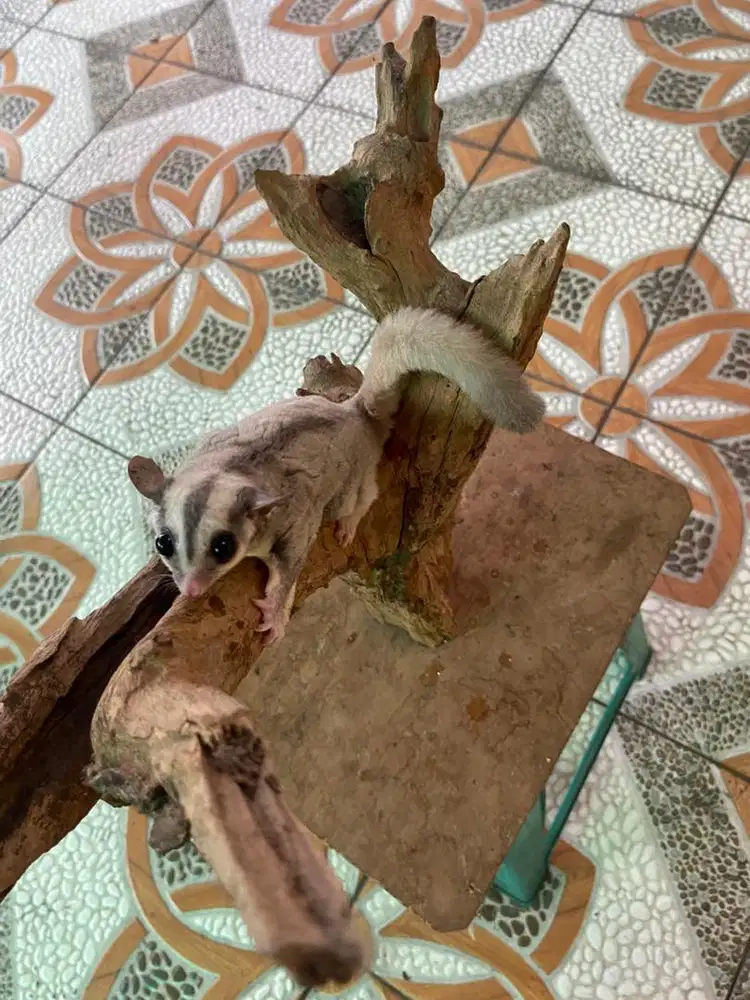 Sugar glider platinum - betina