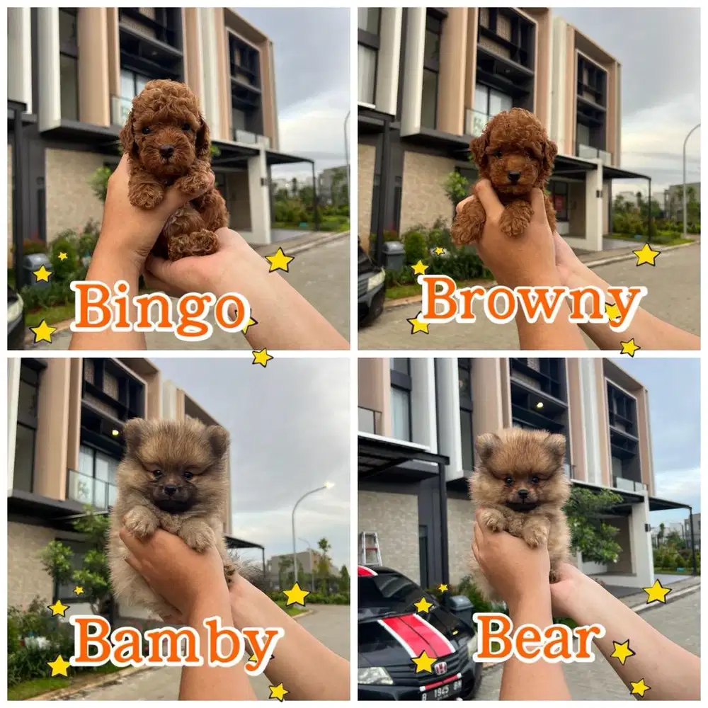 Red Toy Poodle Jantan & Minipom jantan