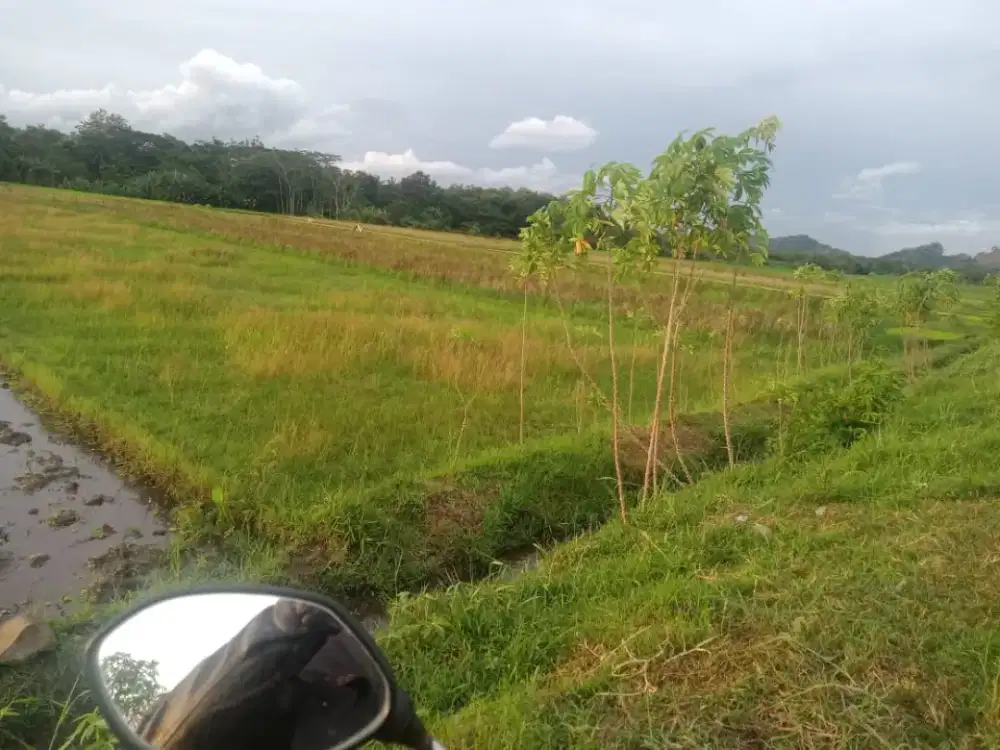 dijual sawah SHM mangkujalan