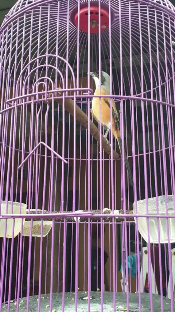 Candet Gacor Full isian