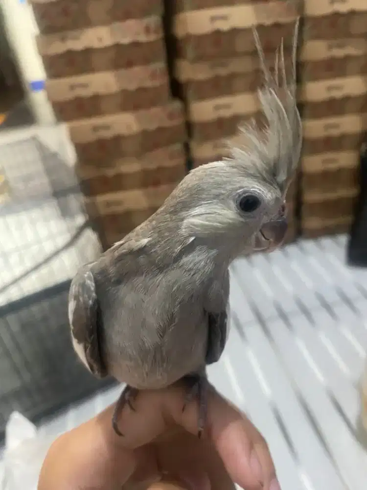 Burung Falk WF Sehat