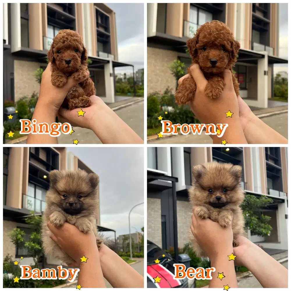 Red Toy Poodle Male & Minipom Male