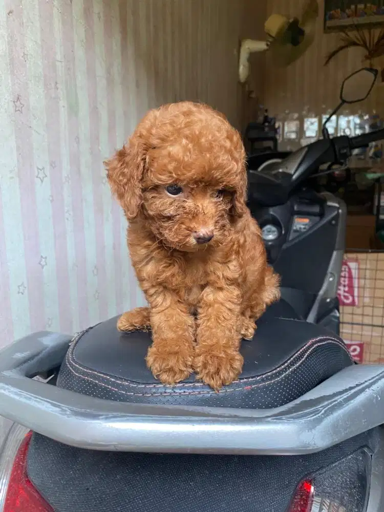 Toy poodle betina