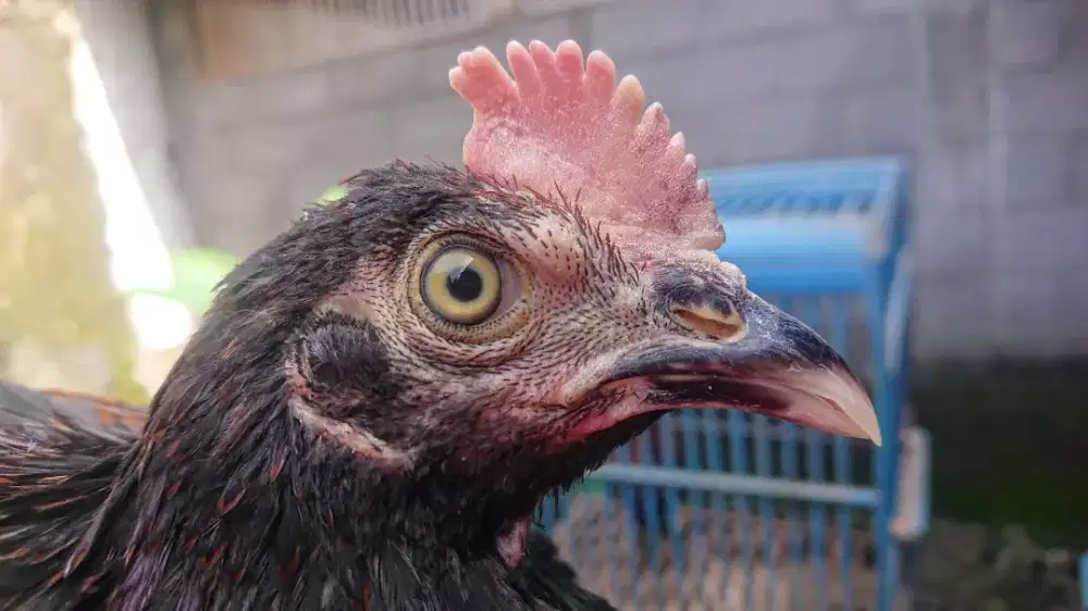 Ayam Bekisar Umur 5 Bulan