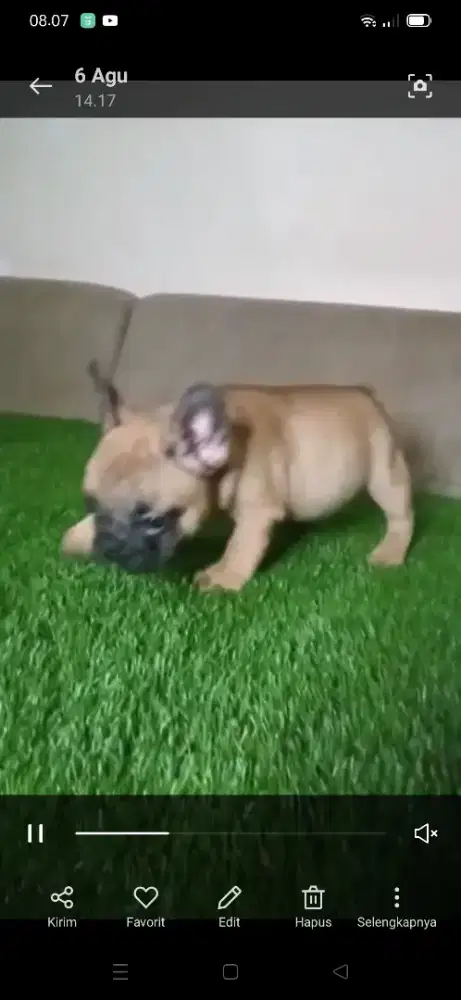 Dijual puppy French bulldog jantan betina