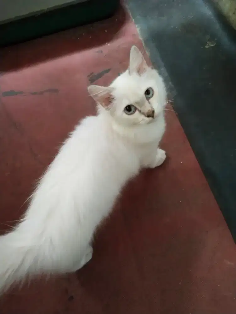 Kucing Persia medium