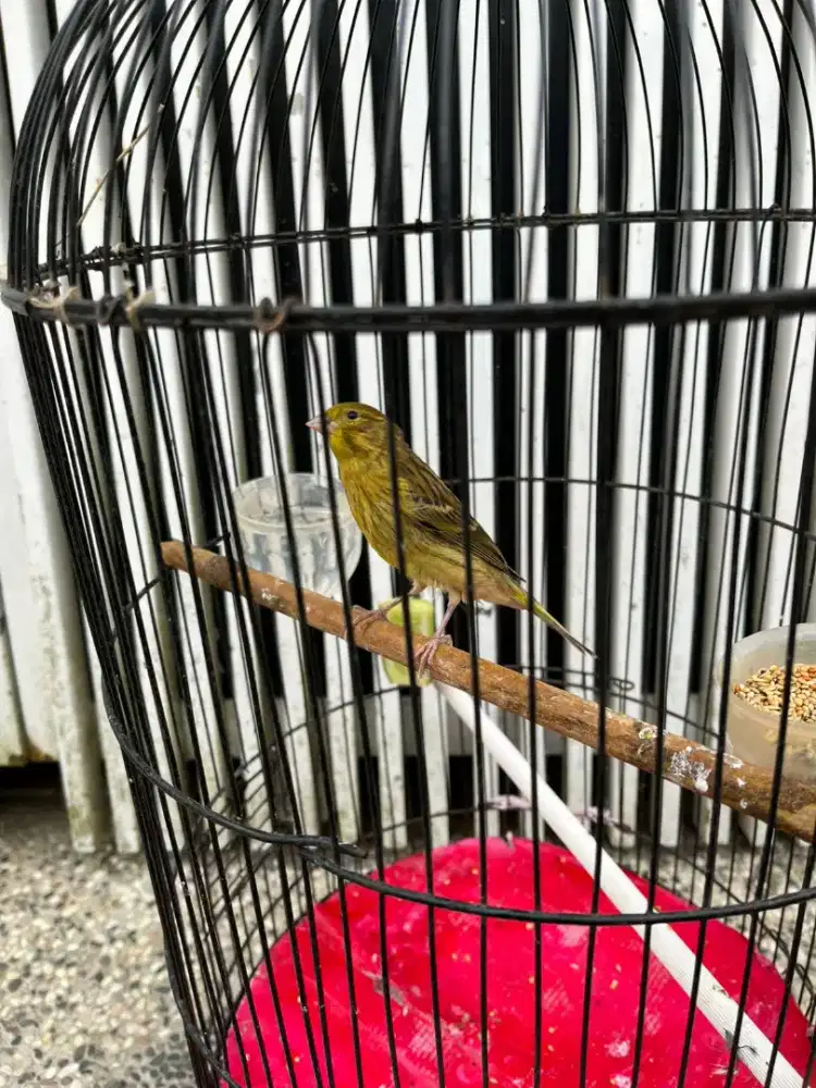 Kenari jantan ngerecek tinggal gacor