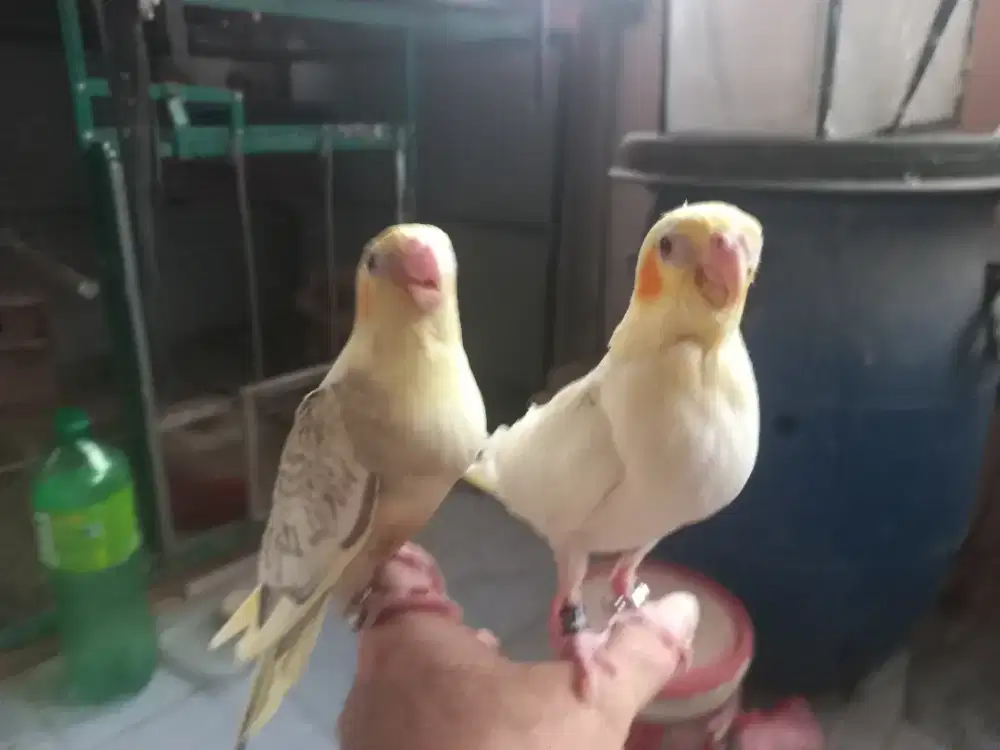 Burung Falk sepasang