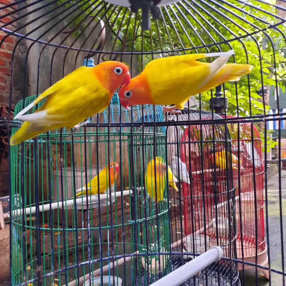 Sepasang lutino retina merah dan pastel kuning