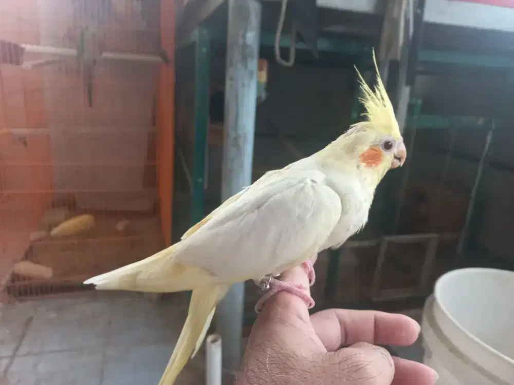 Baby falk lolohan jinak