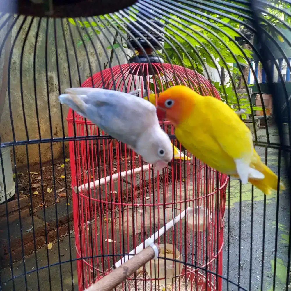 Sepasang lovebird cantik bagus