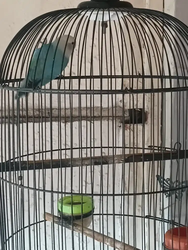 di jual burung lovebird dan kandang juga ya gan harga 350.000 nego ya