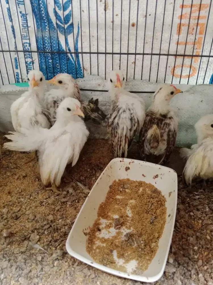 Jual anakan serama asli