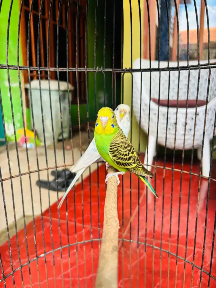 Parkit Lokal Sepasang