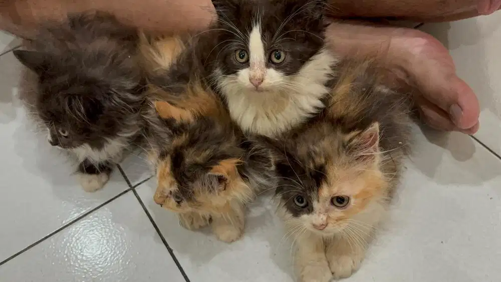 Anakan Mainecoon mix Persia