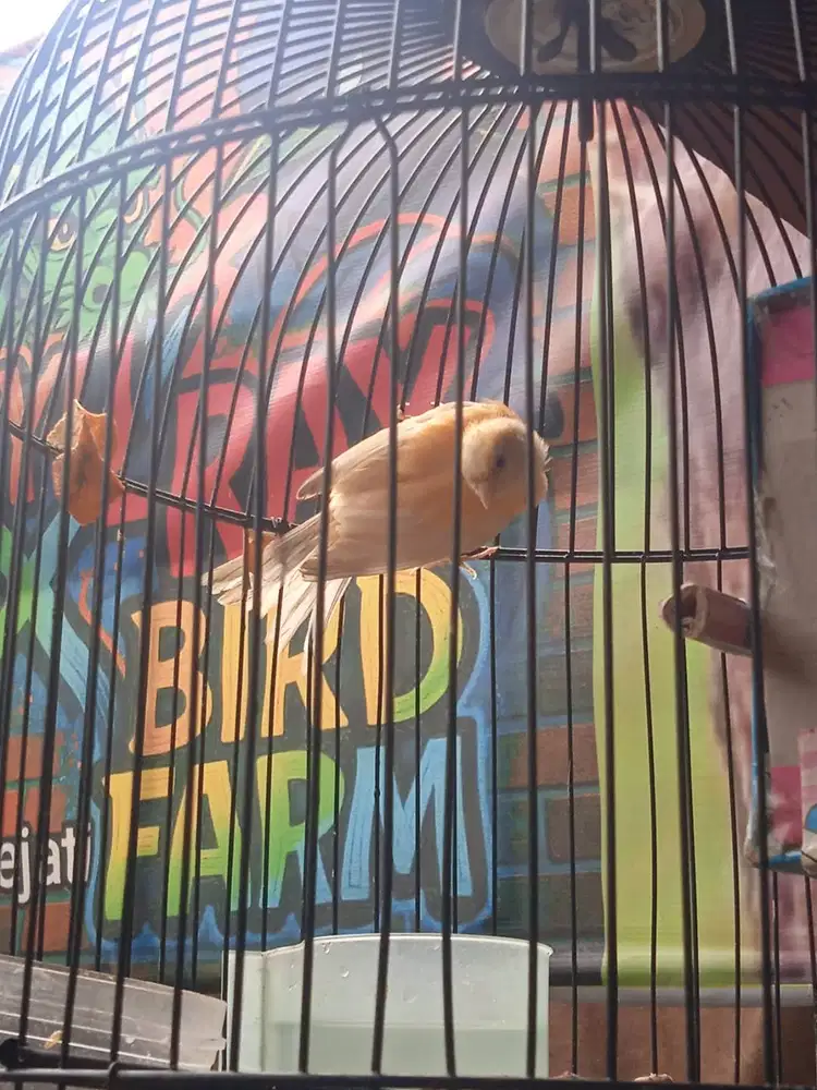 Kenari Cerah Riwikan