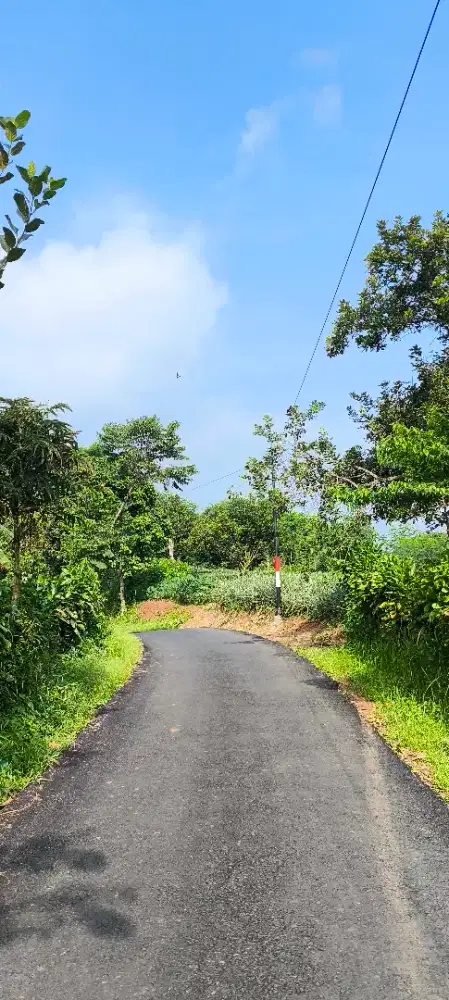 Kebun nanas produktif