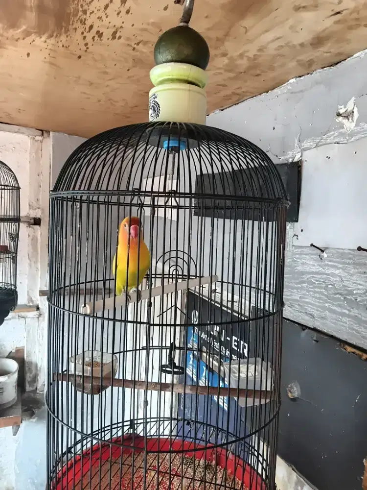 di jual burung lovebird dan kandang juga ya gan harga 350.000 nego aja